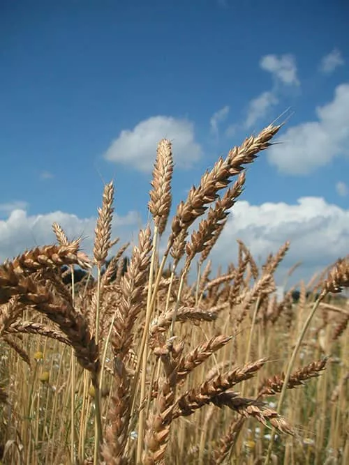 Bio-Weizen auf dem Feld 