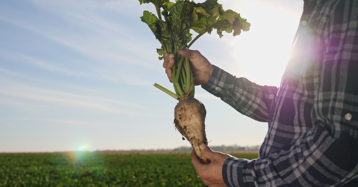 Bohlsener Mühle zeigt einen Landwirt mit frischer Zuckerrübe im Feld.