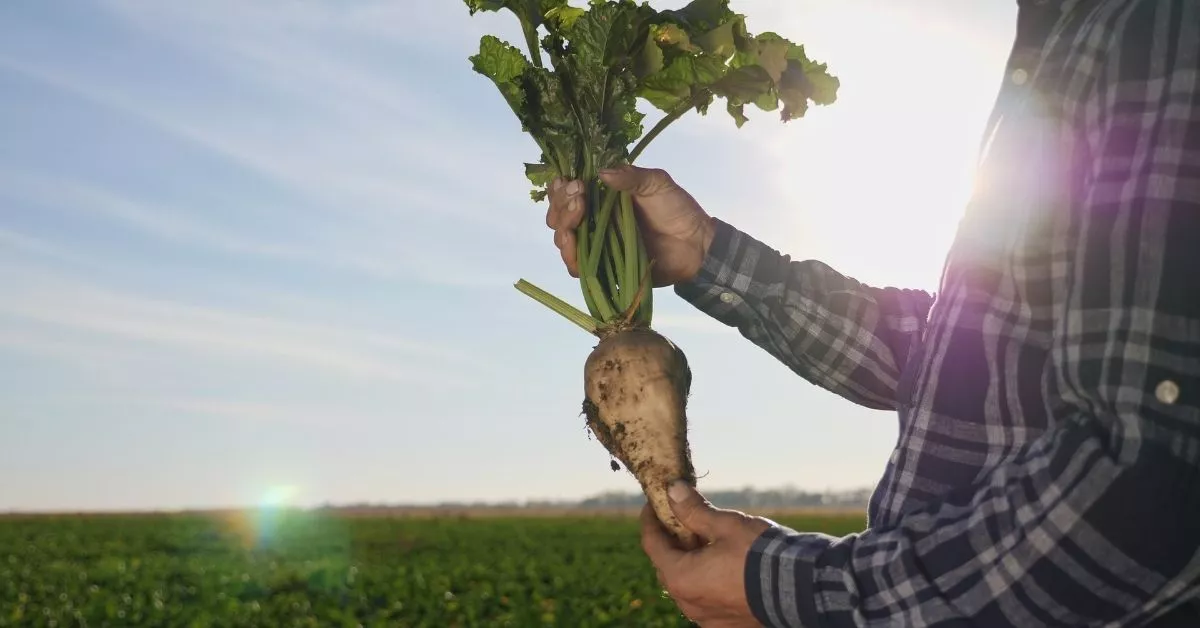 Bohlsener Mühle zeigt einen Landwirt mit frischer Zuckerrübe im Feld.
