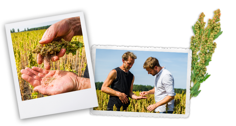 Quinoa aus Deutschland | Bohlsener Mühle