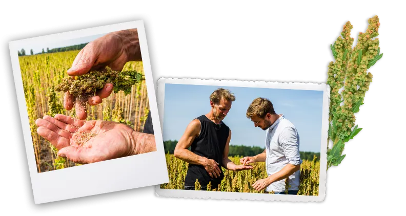 Quinoa aus Deutschland | Bohlsener Mühle