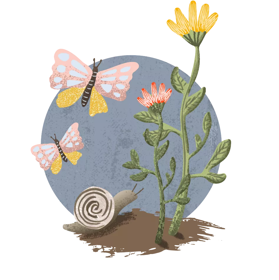 Grafik Insektenschutz