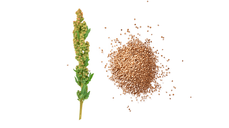 Quinoa aus Deuschtland