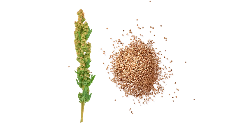 Quinoa aus Deuschtland